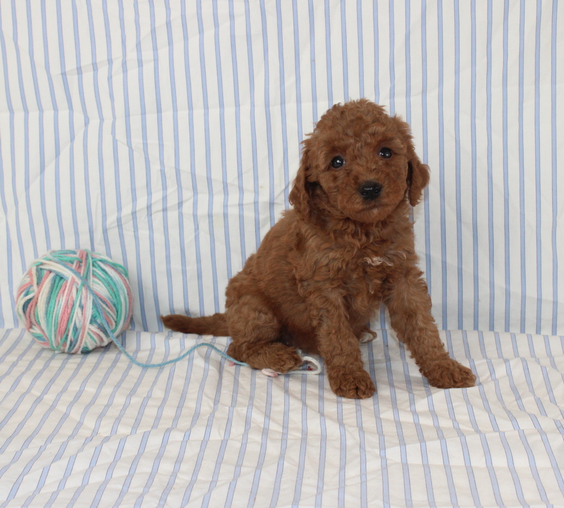 puppy, for, sale, Mini F1B Golden Doodle, Matthew B. Stoltzfus, dog, breeder, Gap, PA, dog-breeder, puppy-for-sale, forsale, nearby, find, puppyfind, locator, puppylocator, aca